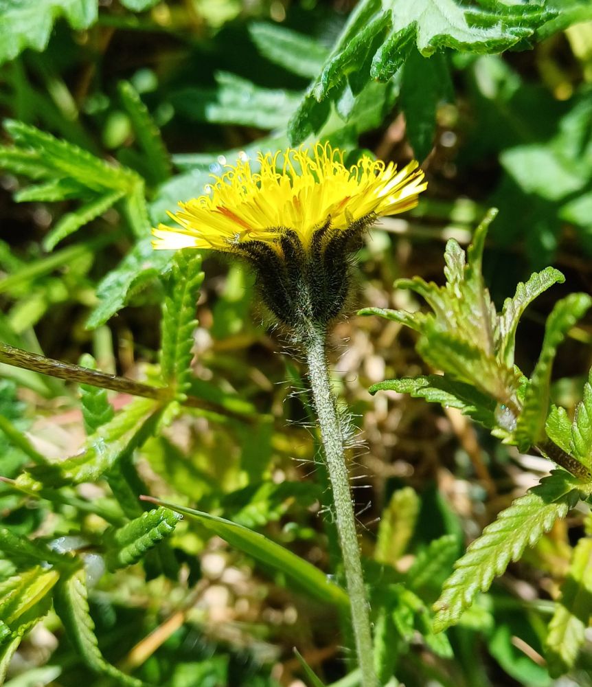Lemon yellow flower with red striping on back, and hairy stem; Mouse-ear Hawkweed.