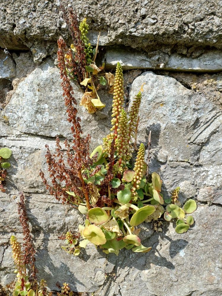 An old stone wall out of which is growing the most extraordinary plant consisting of beaded spiky cones and round fleshy leaves. If you've seen Dr Who monsters from the 1970s, it looks like that.
