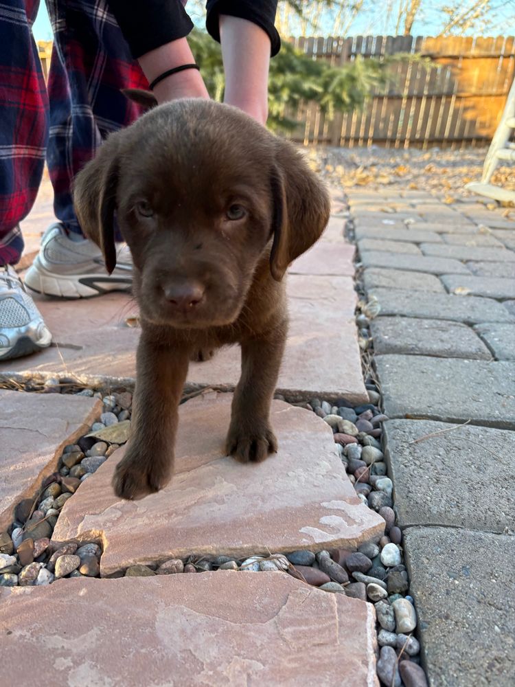 Closeup photo of an 8-week-old chocolate Labrador puppy walking towards the camera on flagstones in a backyard setting. A person at left is petting the puppy (only the legs and arms of the person are visible).