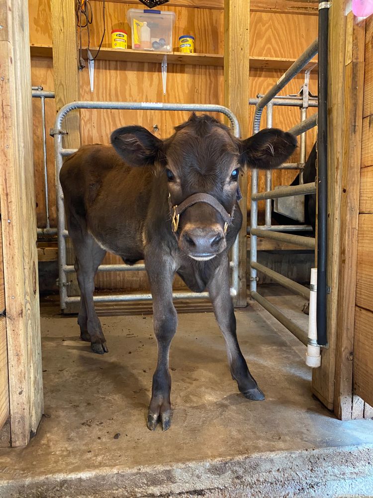 A young, black calf inside a milk room looking at the camera.