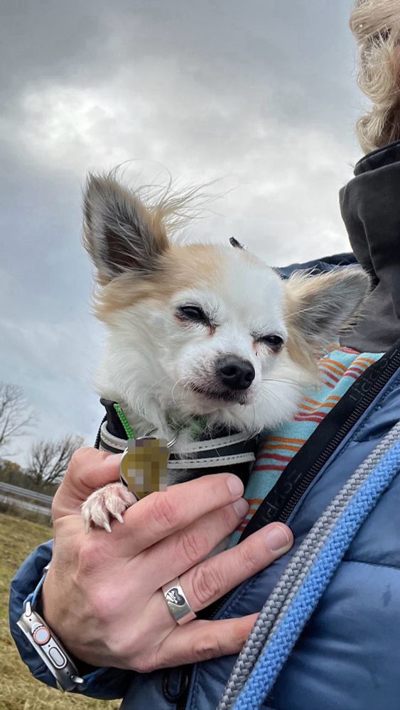 Nahaufnahme. Ein weißer LH-Chihuahua sitzt auf dem Arm  in der Jacke eines Menschen und wird durch Wind und Wetter getragen.