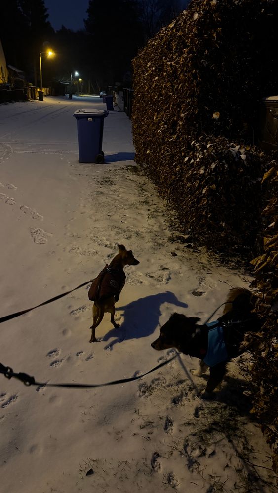 Es ist dunkel, eine kleine Straße ist verschneit. Zwei Hunde stehen im Schnee, einer hebt das Bein an einer Hecke.