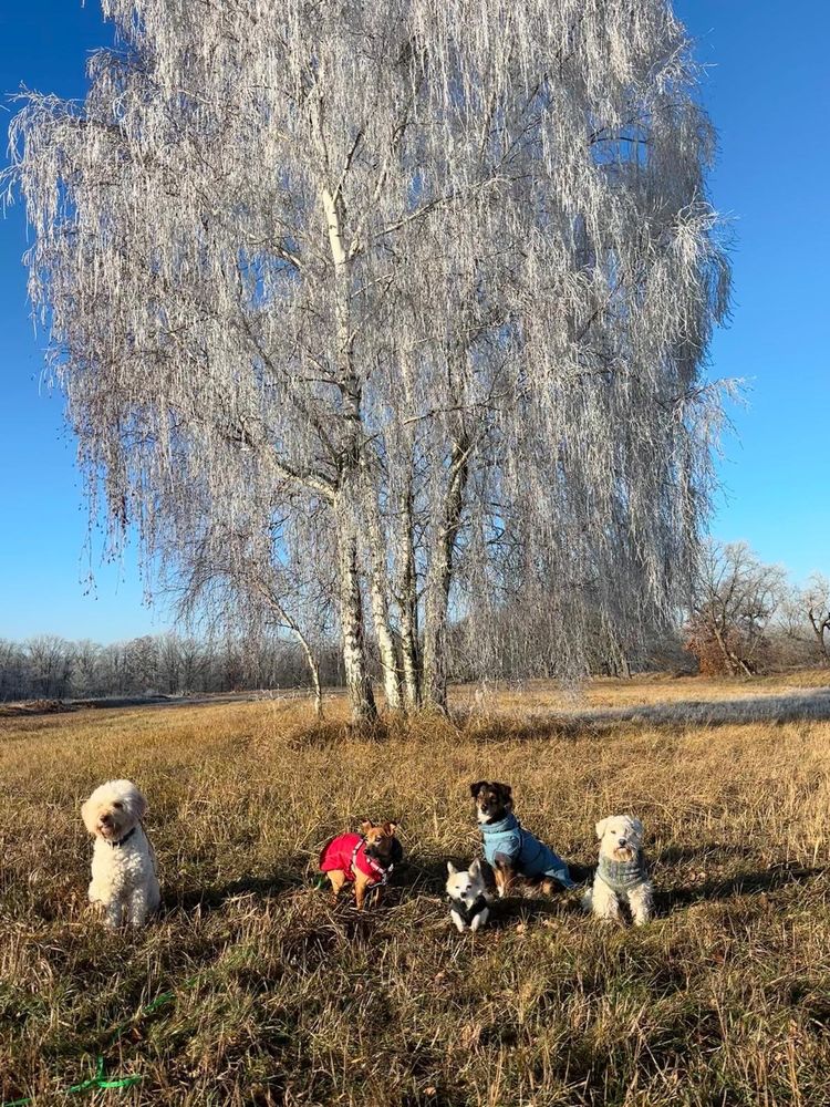 Eine vereiste Birke auf einer Wiese. Im Vordergrund sitzen nebeneinander ein weißer Lagotto Romagnolo, eine hellbraune Dackel-Pinscherhündin mit rotem Mantel, ein weißer LH-Chihuahua mit schwarzem Mantel, ein schwarz-braun-weißer Kokonimischling mit hellblauem Mantel und ein weißer Zwergschnauzer mit Pullover. Sie schauen in die Kamera. Die Sonne scheint.