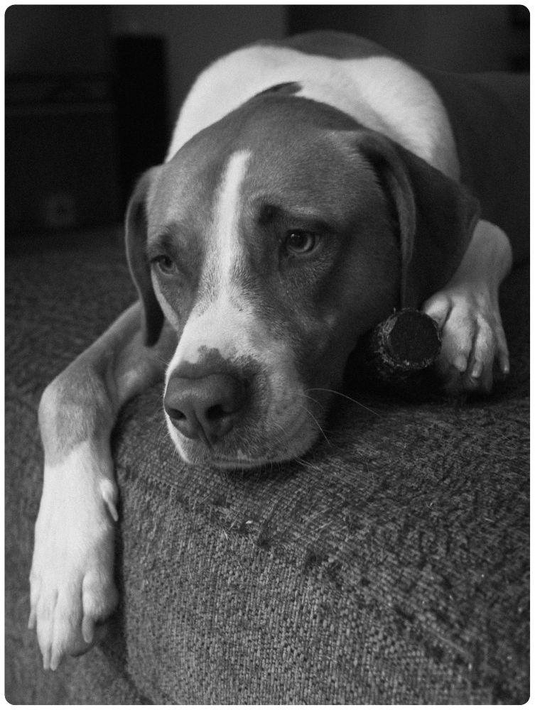 A black and white photo of a beautiful white and tan dog laying on a couch.  One paw drapes down over the side of the couch and the other is holding onto the end of a chew toy that pokes out from under his cheeck.  He is looking to the left of the frame.