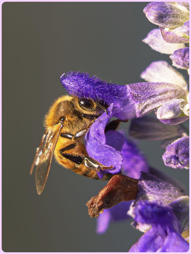 A bee has its head deep into a purple flower, but the petals split in a way you can see its entire eye and side of the body.   Background is pure gray.