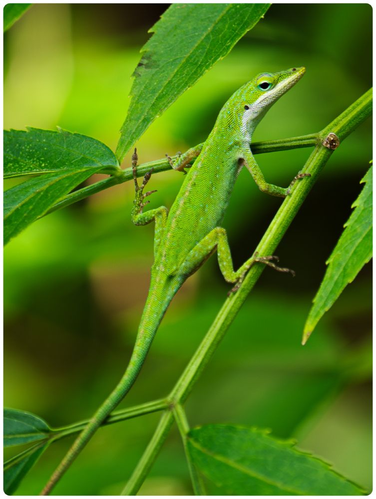 A scaly green lizard stands with its leg spread to reach two branches that travel away from each other. It looks back at the photographer with a look of disdain on its face. Surrounded by green leaves and blurred green in the background.