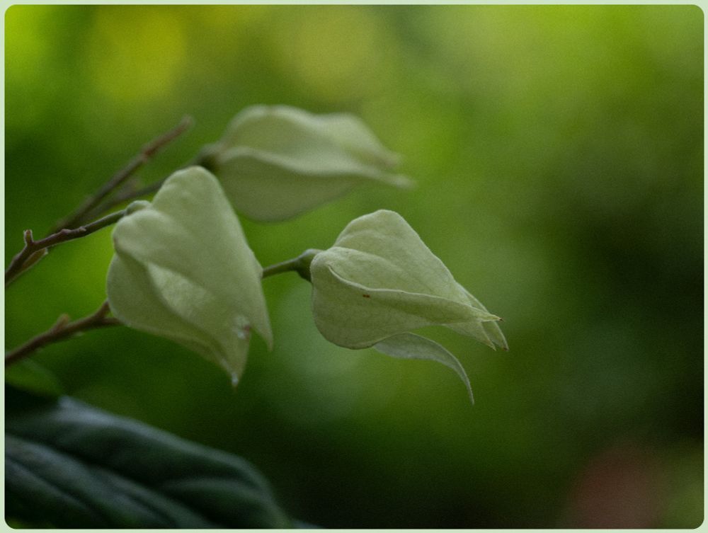3 white flowers grow into the frame from the left, each at a different depth.  Only the middle one is in focus, which also grows the furthest into the center of the photography.   Entire photo has a greenish tinge and the background is blurred light and dark greens.
