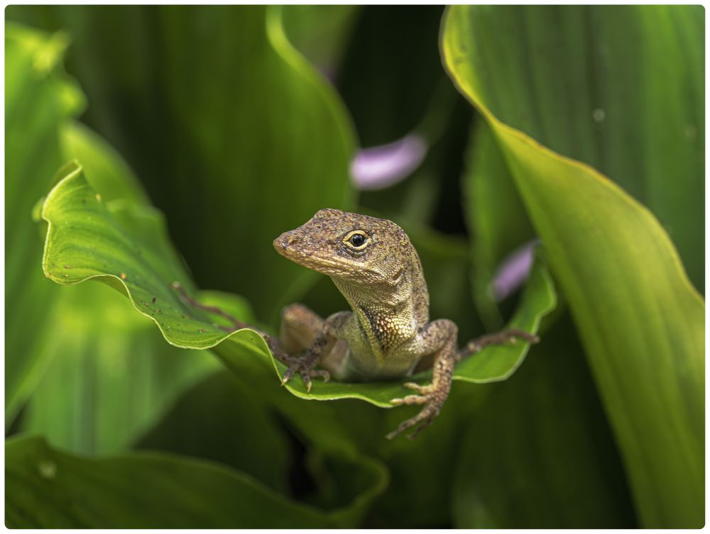 A lizard faces the camera sitting on a curvy green leaf.  Its head is cocked to one side and it has doubt written all over its face.