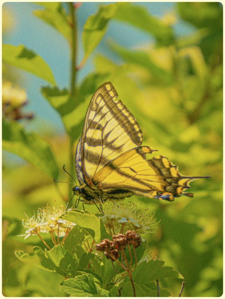 A large yellow butterfly with dark markings on its wings sits on several small white and yellow flowers.  It is facing sideways so you can see one entire wing as well as its thorax, antennae, legs and proboscis.   Background is blurry greens, yellows, and the blue sky is peaking through towards the top of the frame.