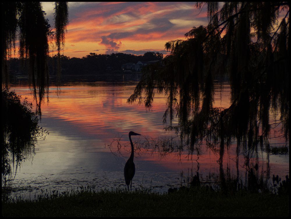 a lake reflects a beautiful pre-dawn sky with shades of orange and pink mostly.   In the foreground is a egret or gray heron along the bank of the lake, completely in silhouette against the background of the lake.  Some branches hang into the frame on left and right covered with spanish moss.