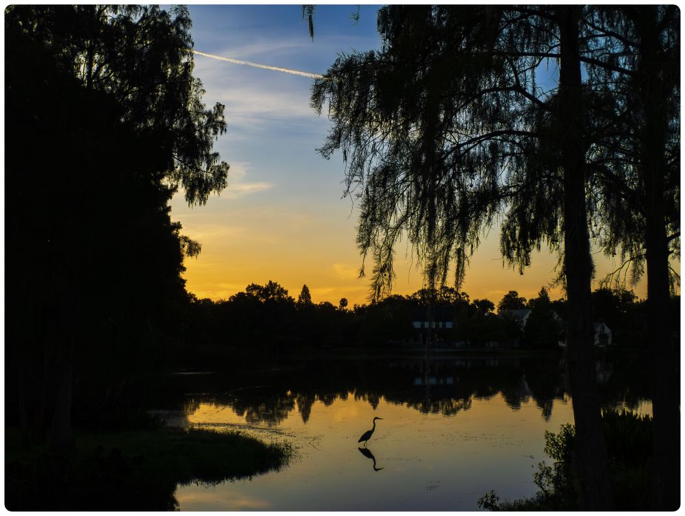 Photo of a mostly still lake with the colors of the sunrise from the top of the frame reflecting below.  A small heron can be seen in the bottom center of the frame, perfectly reflected on the lakes surface.
