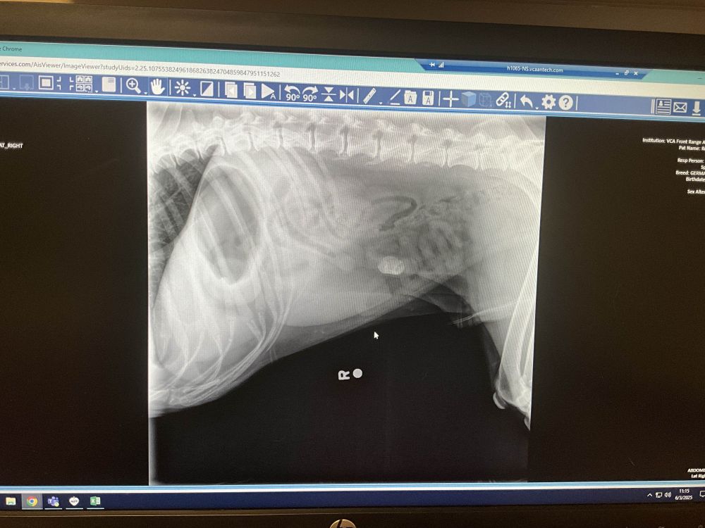 And x-ray image of a dog's belly that showing a blockage in the dog's intestines.