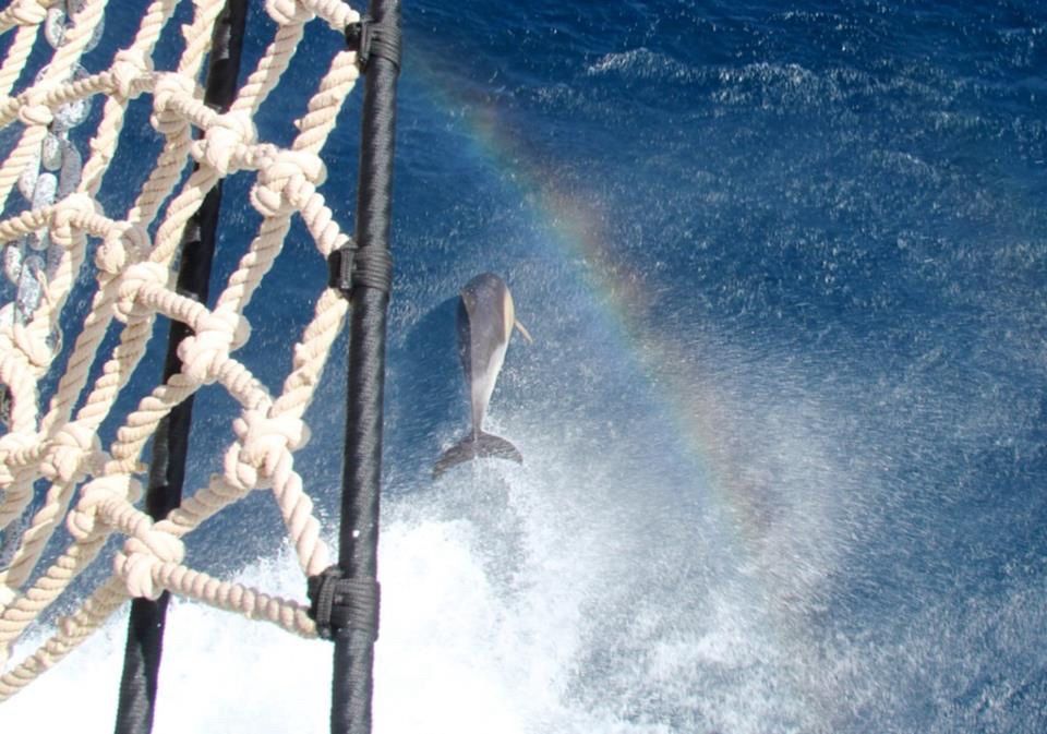 Ein Delfin springt in der Bugwelle einen Großseglers, die Gischt der erzeugt einen Regenbogen über dem Delfin.
Der Blick ist von der Back des Schiffes nach unten gerichtet und man kann gerade noch den Rand des Klüvernetzes sehen