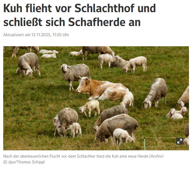 Kuh flieht vor Schlachthof und schließt sich Schafherde an
