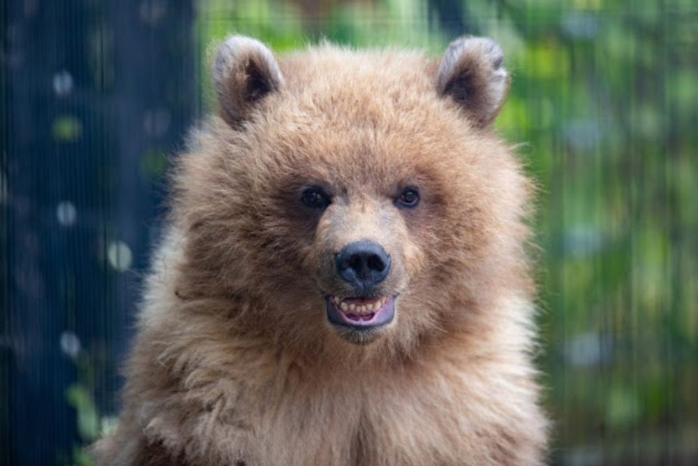 ‘That’s not nice!’ Brown bear eats entire family of ducks in front of kids at Seattle zoo