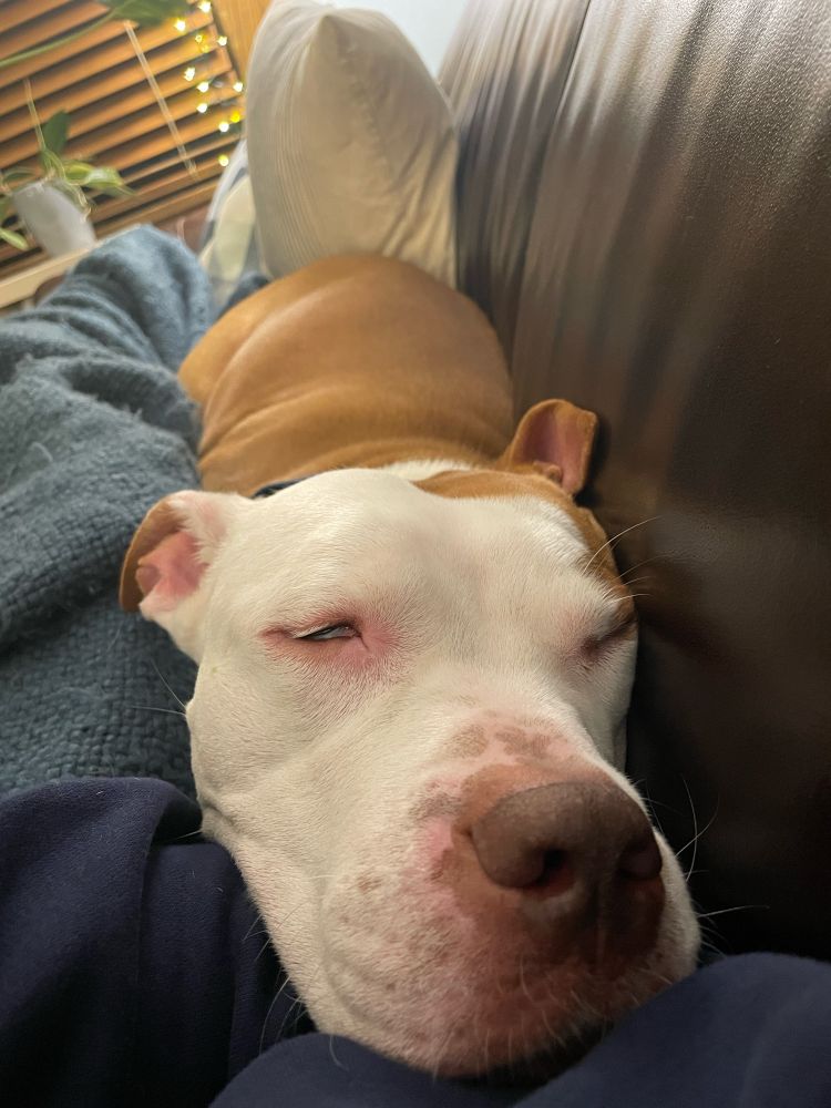 A sleepy brown and white pittie lies on a couch with blankets, nose close to the camera