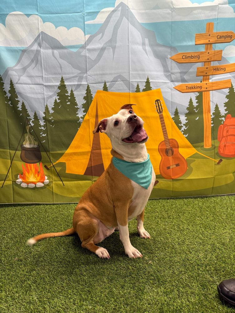 a brown and white pittie in a teal bandana has a big grin on her face, sitting on fake grass in front of a backdrop with a tent, guitar, and fire
