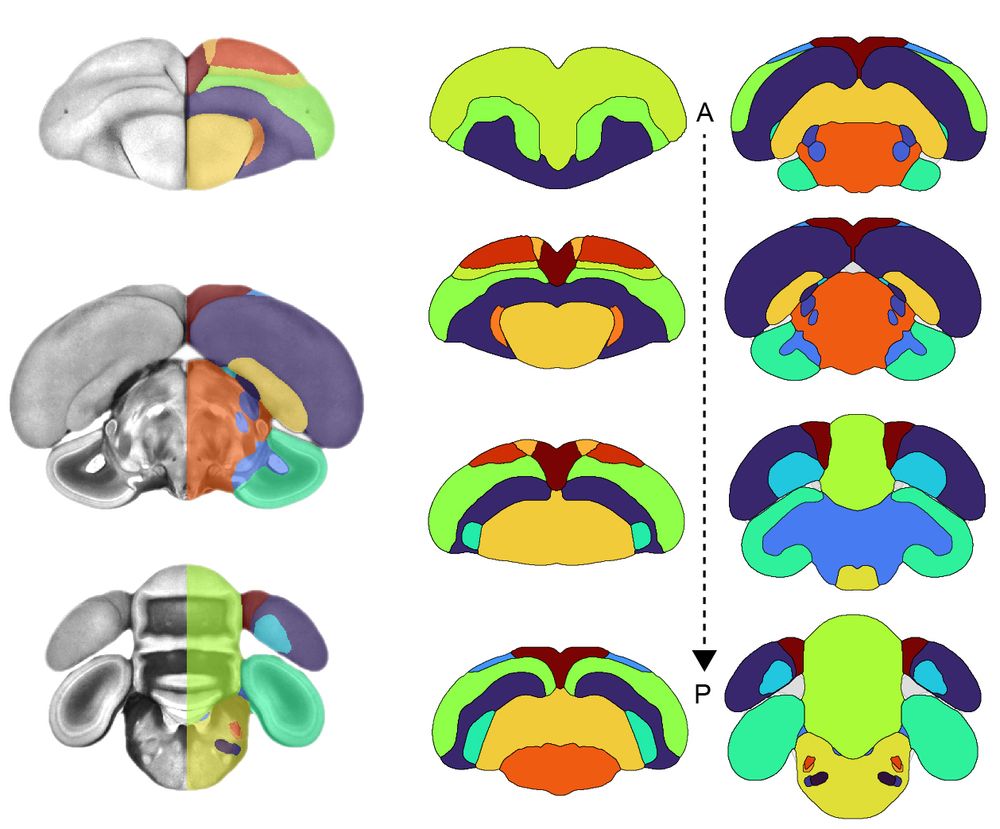 Overview of the Eurasian Blackcap brain atlas showing annotated brain regions. 