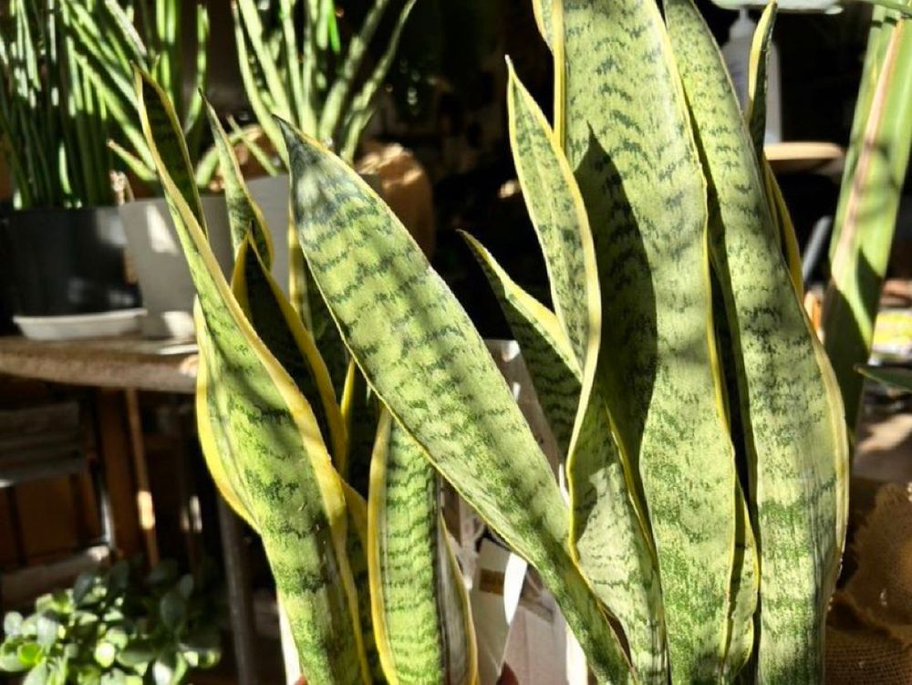 サンセベリアの葉
