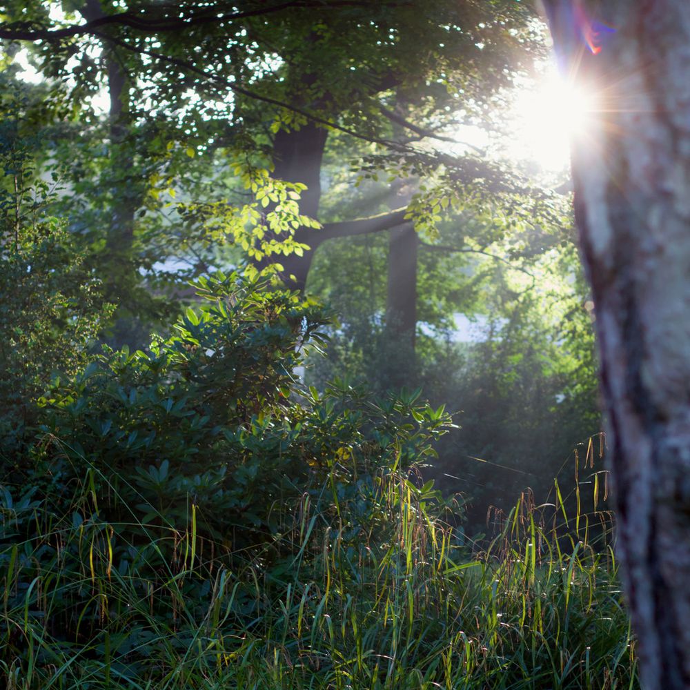 Büsche und Bäume im Park am frühen Morgen. Es ist Schattig aber rechts oben im Bild scheinen Sonnenstrahlen durch die Bäume.