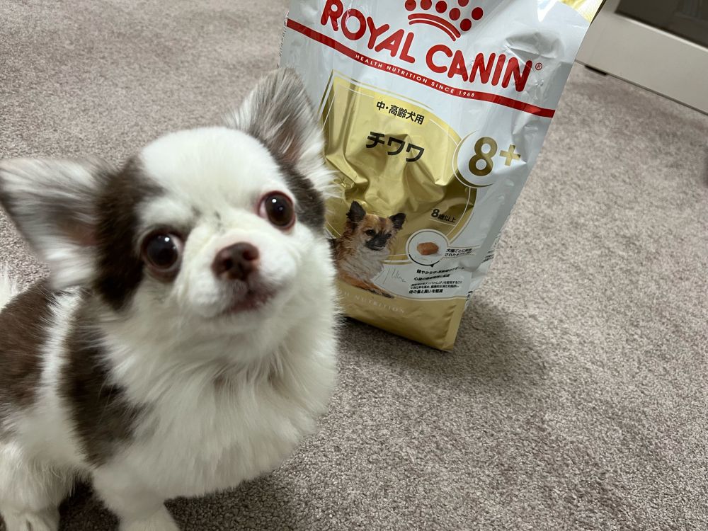 犬と餌