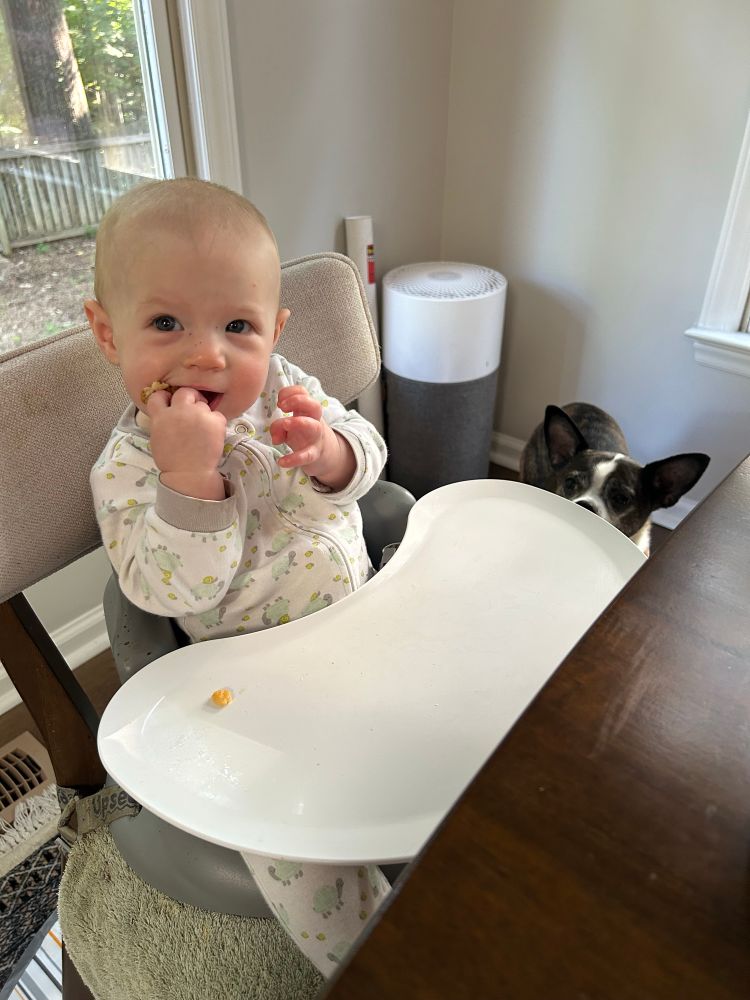 my dog eyeing the waffle my daughter is eating 