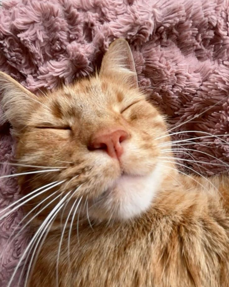 Rote Tigermiezekatze pennt auf Kuscheldecke 