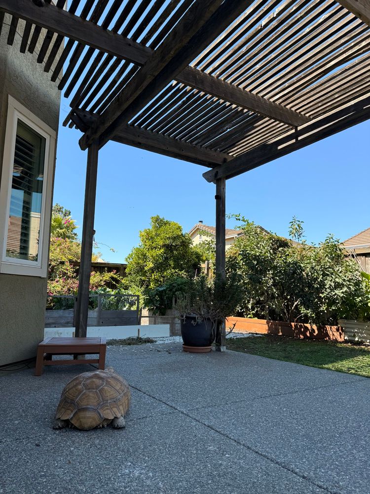 A gigantic sulcata tortoise sits on a textured cement slab under a wooden pergola. Beyond are raised beds and grass.