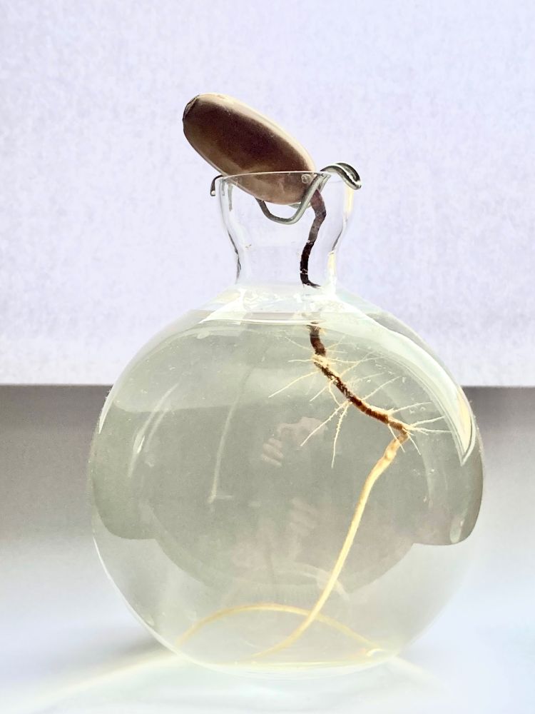 Ein Eichel wird von einem in U-Form gebogenen Draht am oberen Rand eines kleinen Glases gehalten. Ihre Wurzel hängt ins Wasser. Die Eichel stammt von einem der Bäume die in der Max-Brauer-Allee für den Transport der neuen Sternbrücke gefällt werden. So kannst Du wenigstens ein bisschen was von den Bäumen erhalten.