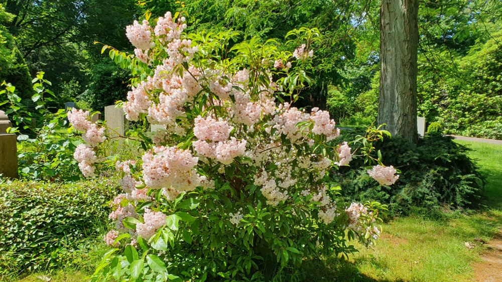 Kleiner Strauch mit hellrosa Blütenpracht