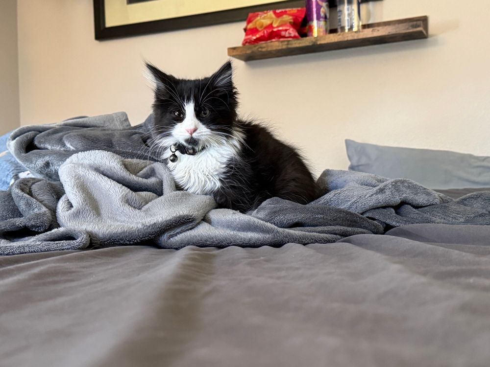 Black and white kitten