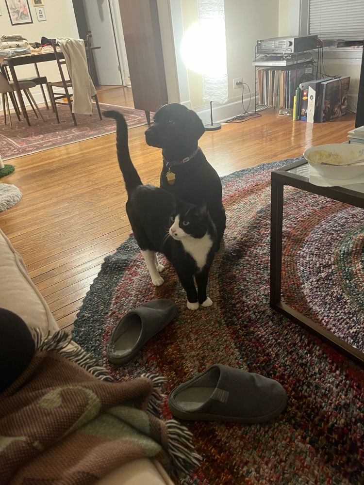 My dog and cat standing next to each other 