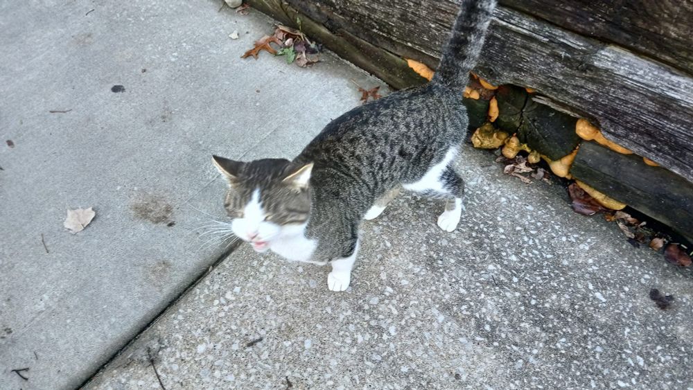 a brown tabby cat with a white tummy and a half white face (lower half)