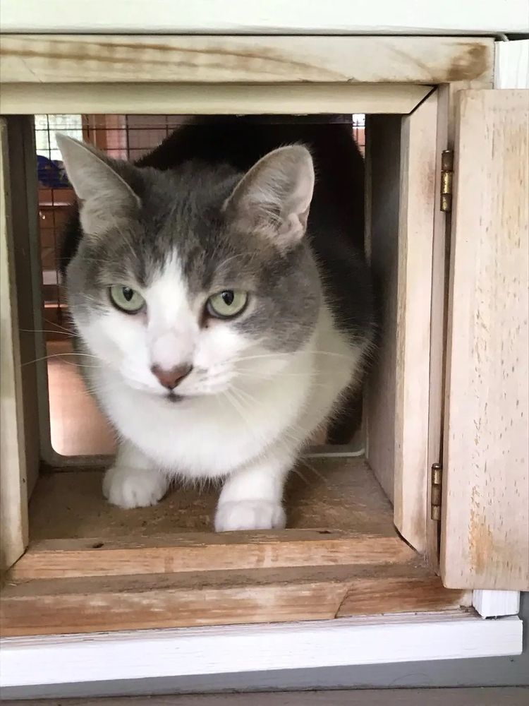 Libby the baby girl still enjoying her time at the “cat spa”, for just a few days longer ❤️🐈‍⬛❤️ …