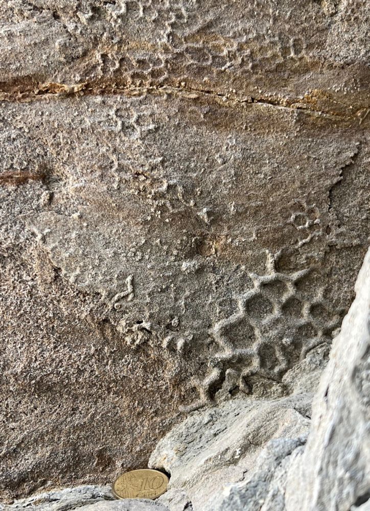 Close-up of the bottom surface of a grayish sedimentary rock layer with raised hexagonal "honeycomb" patterns of varying sizes, representing the deep-sea invertebrate trace fossil Paleodictyon. A 0.1 Euro coin is at the bottom of the photo as scale, showing that it is slightly wider than the largest Paleodictyon hexagon. 