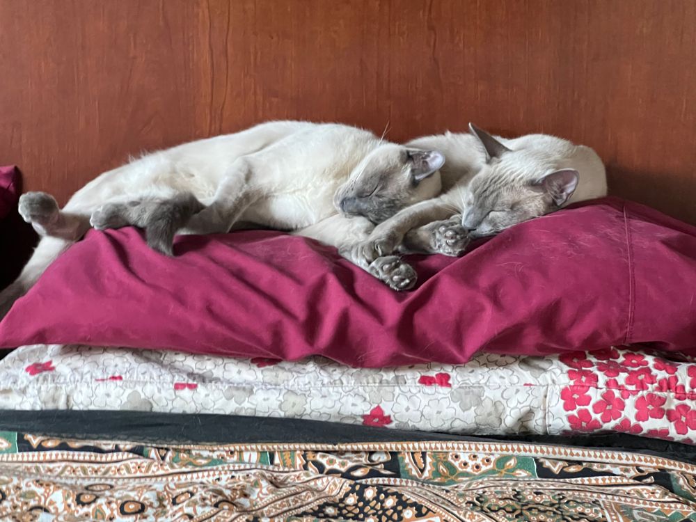 Two Siamese cats sleeping on a maroon pillow with a brown wooden headboard behind them.