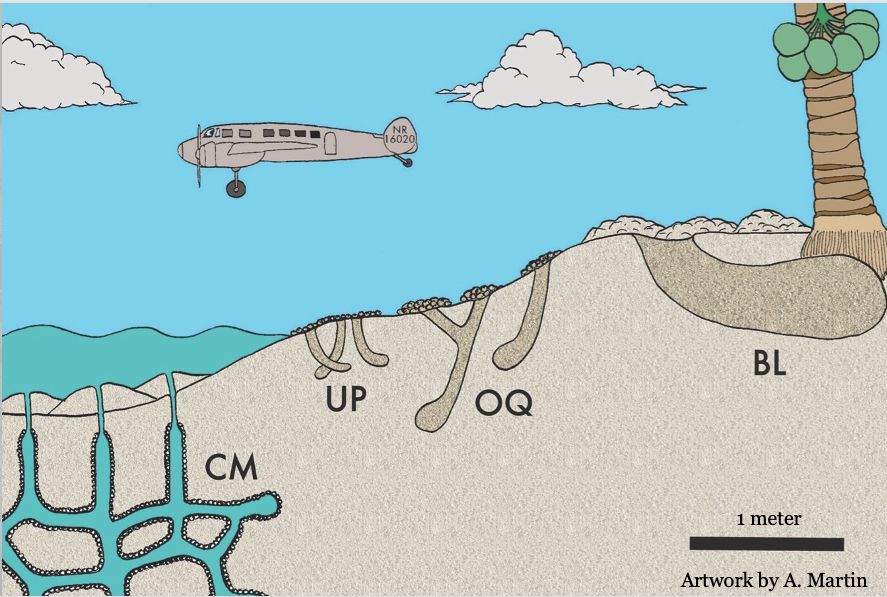 Illustration by me (Anthony J.Martin) from my book 'The Evolution Underground' (2017, Pegasus Books); shows a blue sky with cumulus clouds and a gray prop-plane with the registration number NR16020 on its tail, and in the foreground is the cross-section of a beach revealing crustacean burrows, which are labeled left to right as in the figure caption below:

FIGURE 39. Decapod burrows from shallow marine to land (left to right): Carolina ghost shrimp (CM = Callichirus major), sand fiddler crab (UP = Uca pugilator), Atlantic ghost crab (OQ = Ocypode quadrata), and coconut crab (BL = Birgus latro); scale = 1 meter (3.3 feet). (Note: The coconut crab lives on Pacific islands, whereas the other species are in the southeastern U.S.) 