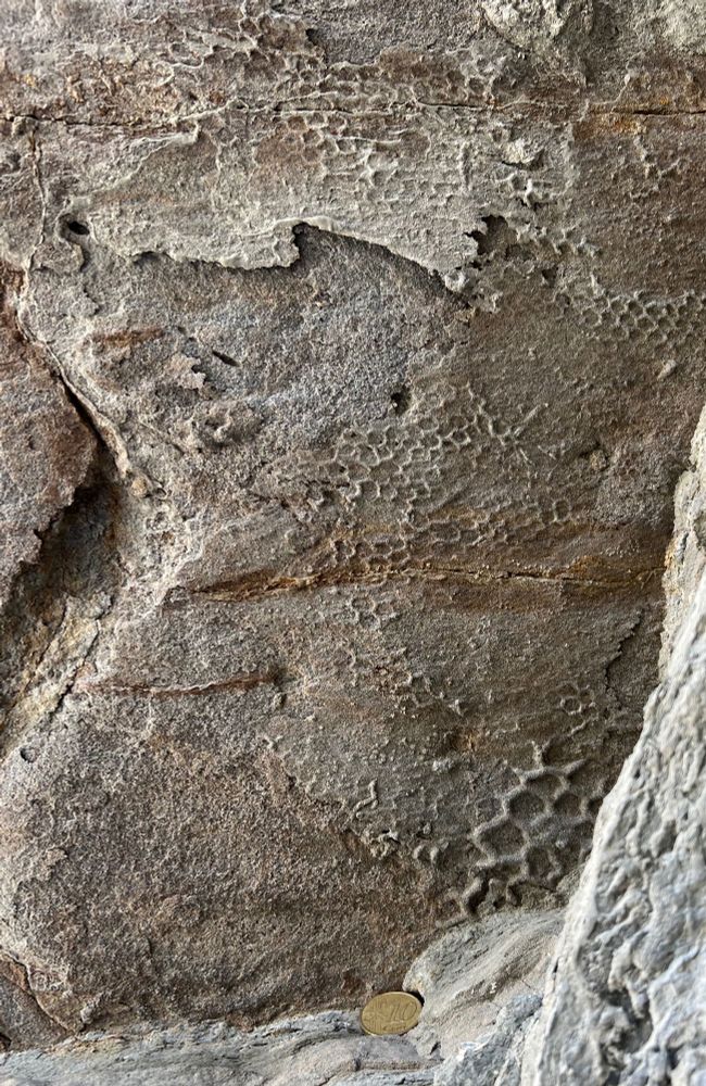 Bottom surface of a grayish sedimentary rock layer with raised hexagonal "honeycomb" patterns of varying sizes, representing the deep-sea invertebrate trace fossil Paleodictyon. A 0.1 Euro coin is at the bottom of the photo as scale, showing that it is slightly wider than the largest Paleodictyon hexagon. 