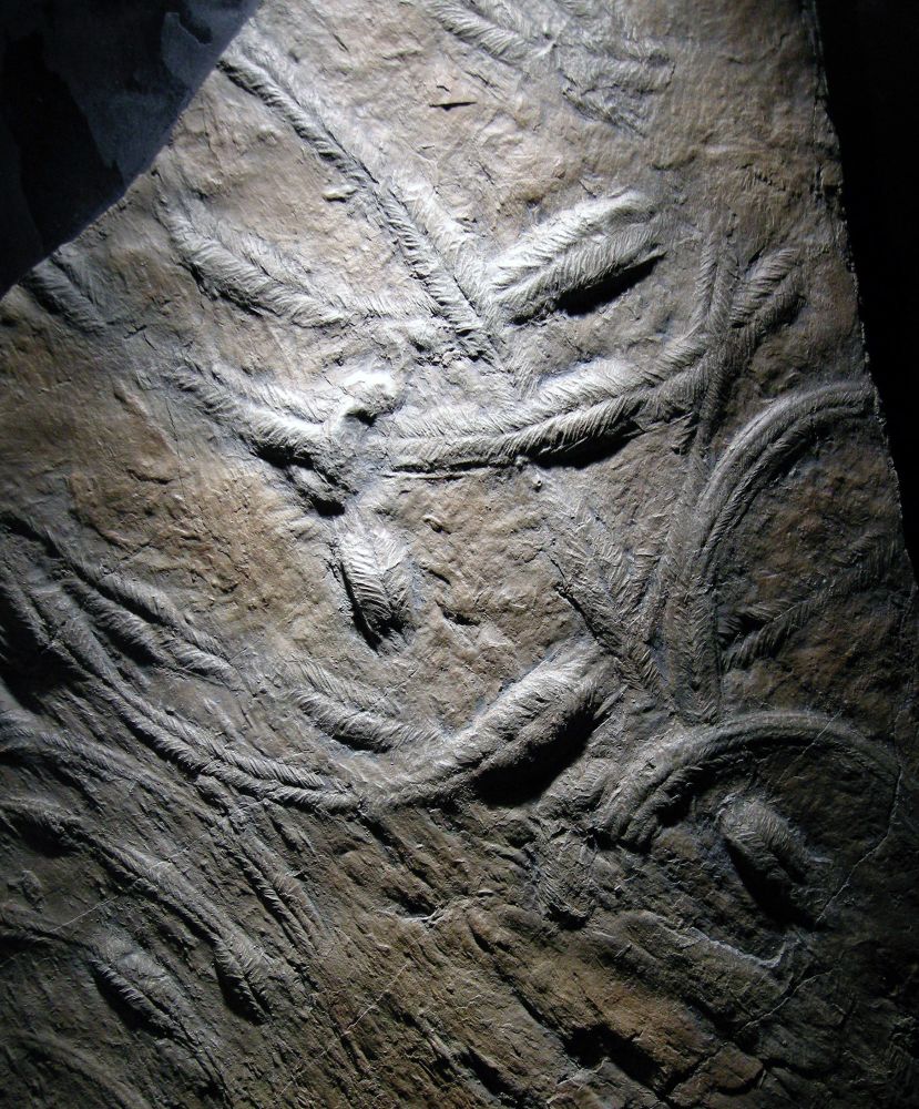 A surface with multiple curving to straight raised ridges on a surface; ridges have grooves in their middles and finely defined chevrons. This surface is an epoxy-resin replica of a sedimentary rock surface from the Early Ordovician (~480 mya) of Portugal, and the ridges were natural casts of trilobite burrows. Replica was part of a "Fossil Art" display put together by ichnologist Dolf Seilacher.