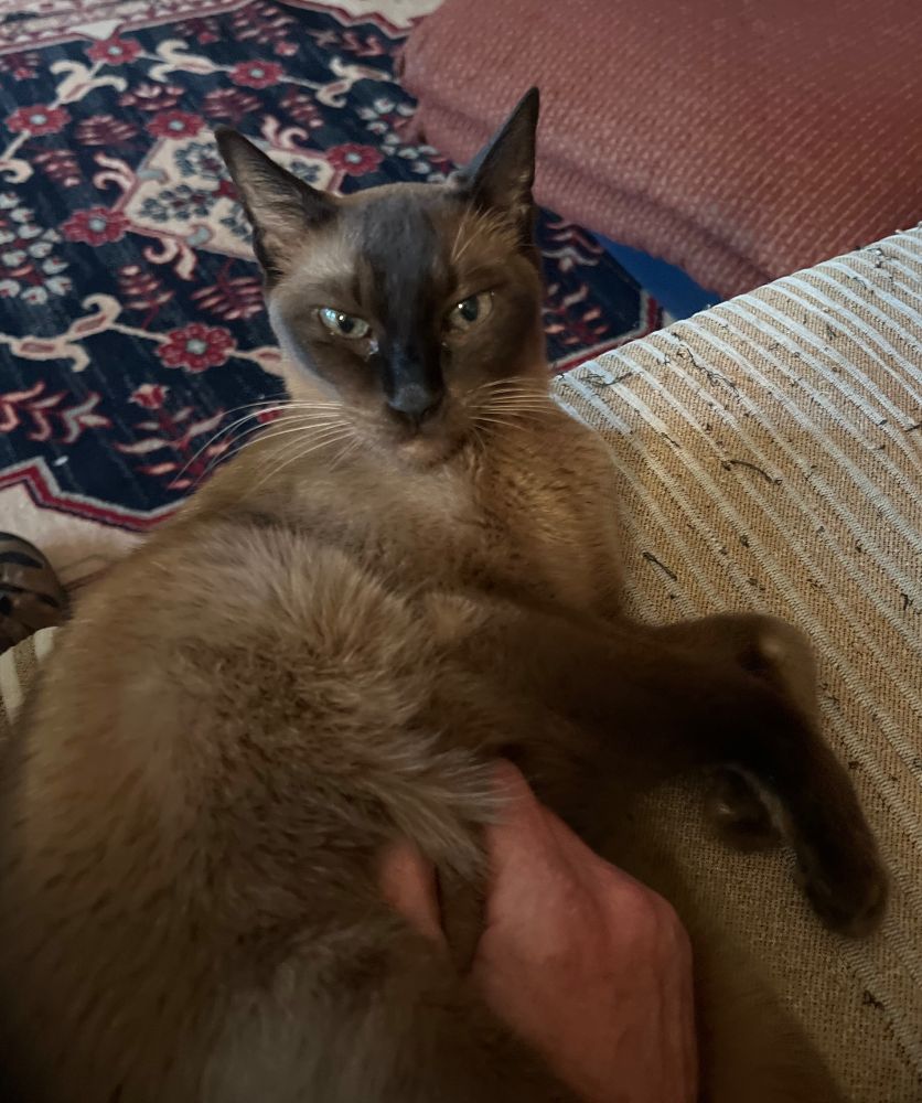 Tokinese cat lying on her left side and looking up, with dark brown fur and almost-black points and green eyes. Her belly fur is grasped in my right hand, a direct result of her insistence that I should rub or otherwise hold her there for comfort. As her staff, who am I to say no?