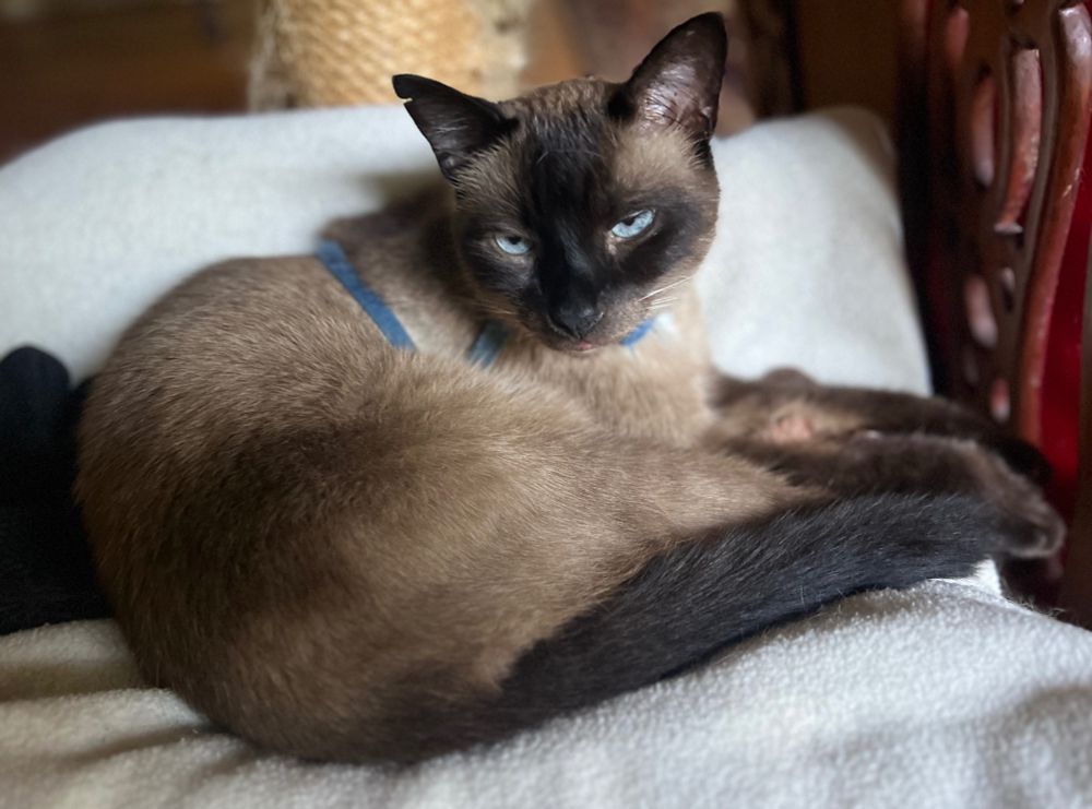 Siamese cat with dark points and blue eyes lying on a white blanket, his tail and legs folded to the right. 