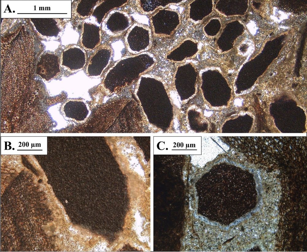 Unweathered termite coprolites (Micorcarpolithes hexagonalis) in thin sections. (A) Densely packed M. hexagonalis specimens in a clastic sediment fill surrounded by coalified log tissue of NMV P344746. (B, C) Individual pieces with uniformly featureless black interiors and a definite hexagonal cross-section through their shortest two dimensions. Figure from Edwards et al. (2025).