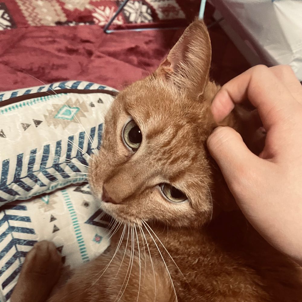 猫の頭撫でてる