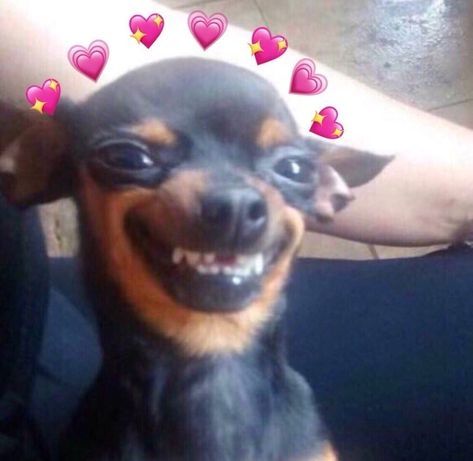 A small black and brown dog with a cheesy smile. It has hearts all around its head