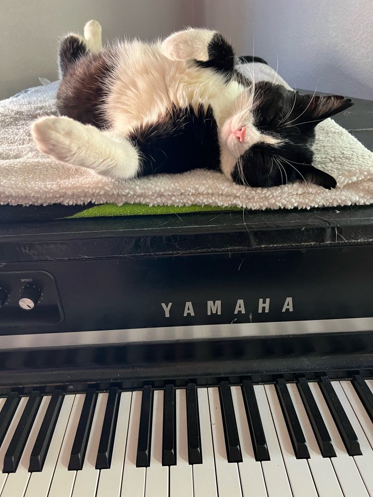 A handsome tuxedo cat named Piglet sleeps spread out across the top of Yamaha CP70 electric grand piano.