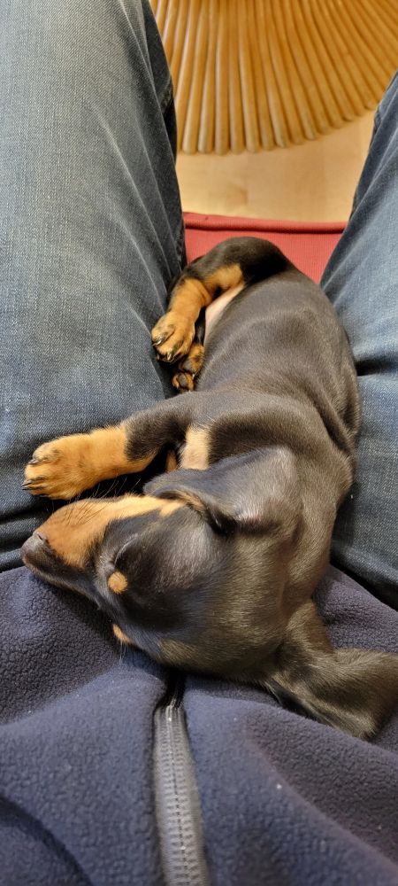 Photo of a dachshund puppy sleeping between my legs.