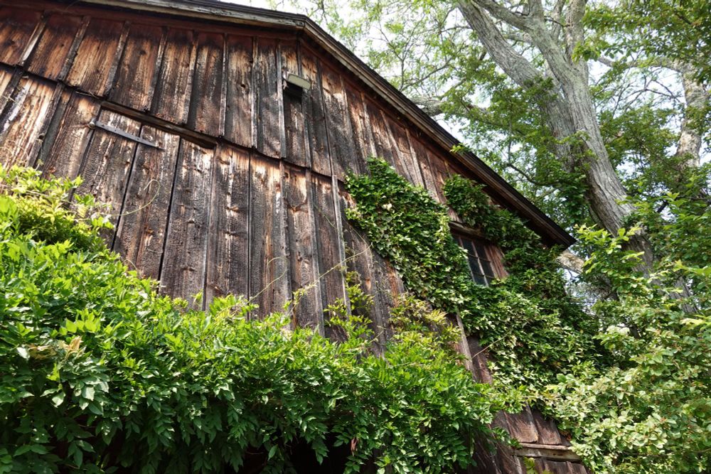 Wood building with ivy beginning to grow covered in ivy.