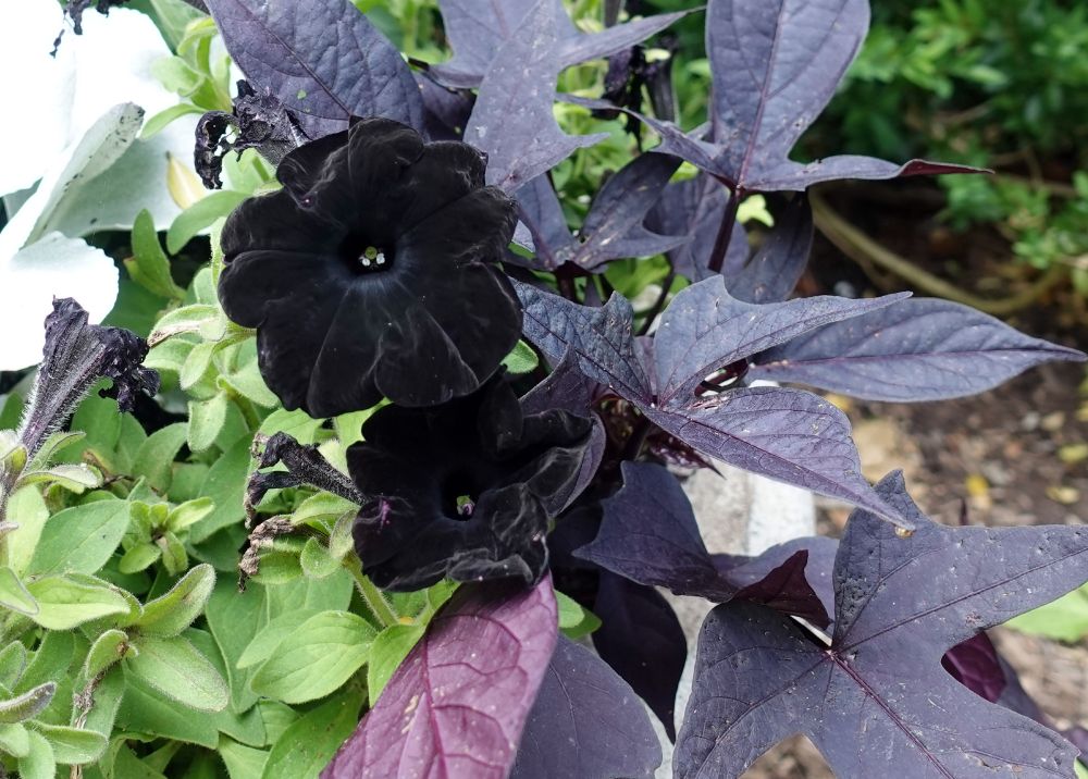 Startlingly black, velvety flowers.