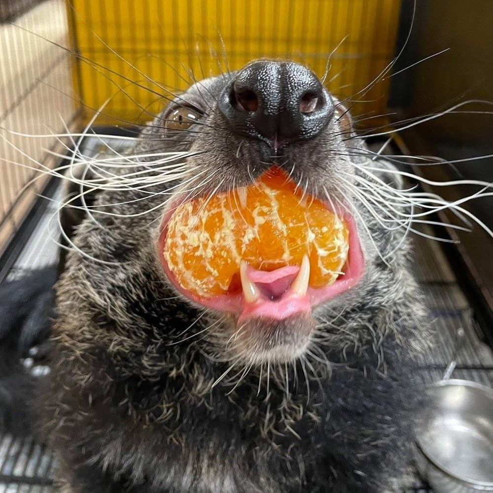 Binturong!
