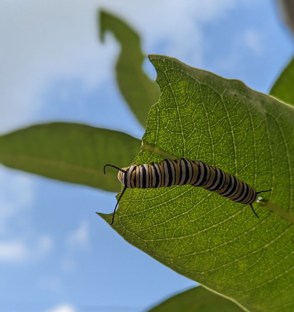 Monarch caterpillar happily munching on the milkweed.